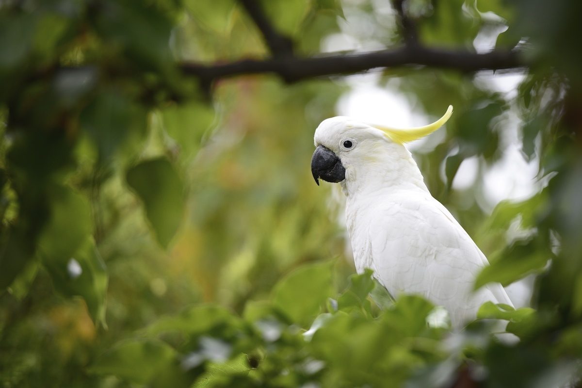 Sulphur-crested cockatoo. 