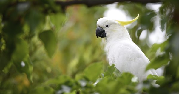 Native birds are battling for dwindling tree hollows as spring sets in