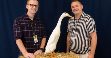 Ducks and chooks nudge aside dogs and cats in Aussie backyards