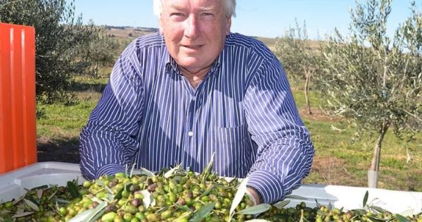 Olive growers enjoy their moment in the sunshine as appetite for the good oil grows