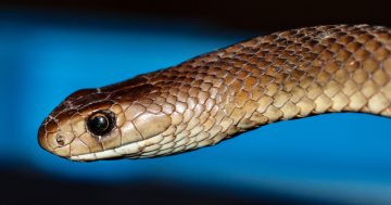 Canberra's first snake of the season is out and about, earlier than ever before