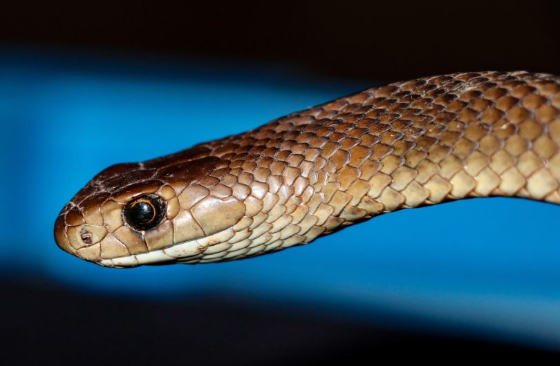 Eastern brown snake