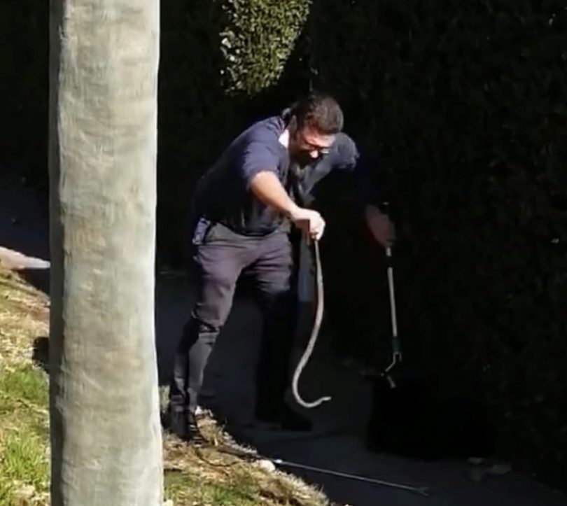 Man catching eastern brown snake in Canberra suburb