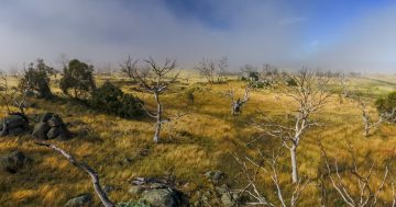 University heat and climate tests help Monaro farmers battle dieback