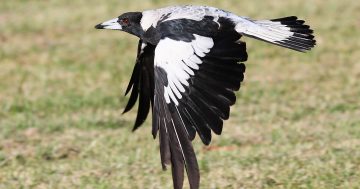 Man vs magpie at Murrumbateman, where it's war in the vineyard