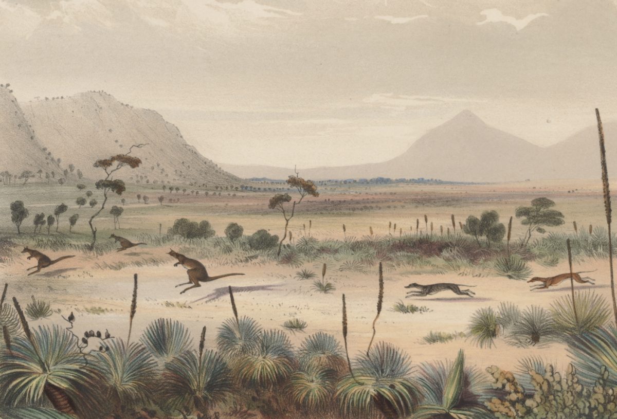 Painting of kangaroo cull