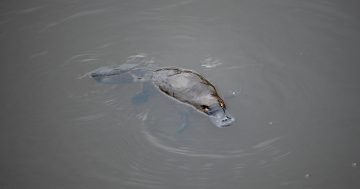 UPDATED: Why platypus are starring on this month's bill