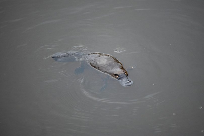 Platypus in Queanbeyan River