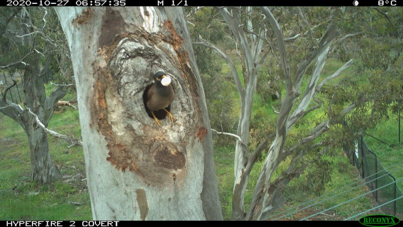 Myna bird in tree hollow with egg in its mouth