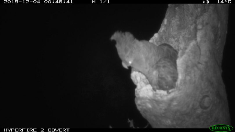 Gang-gang cockatoo in tree hollow at night