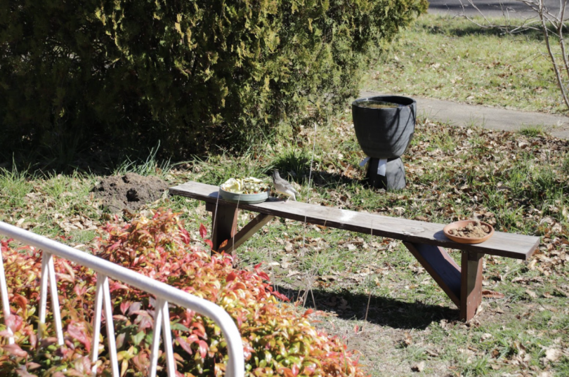 DIY birdbath