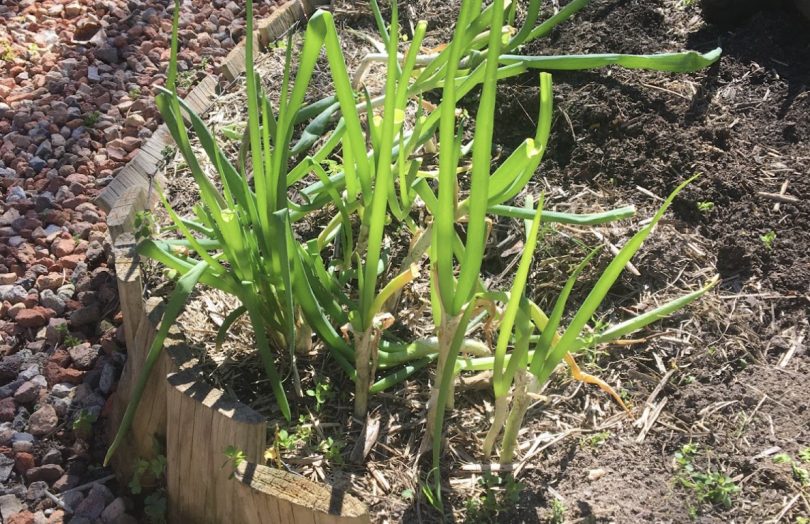 Onion plants