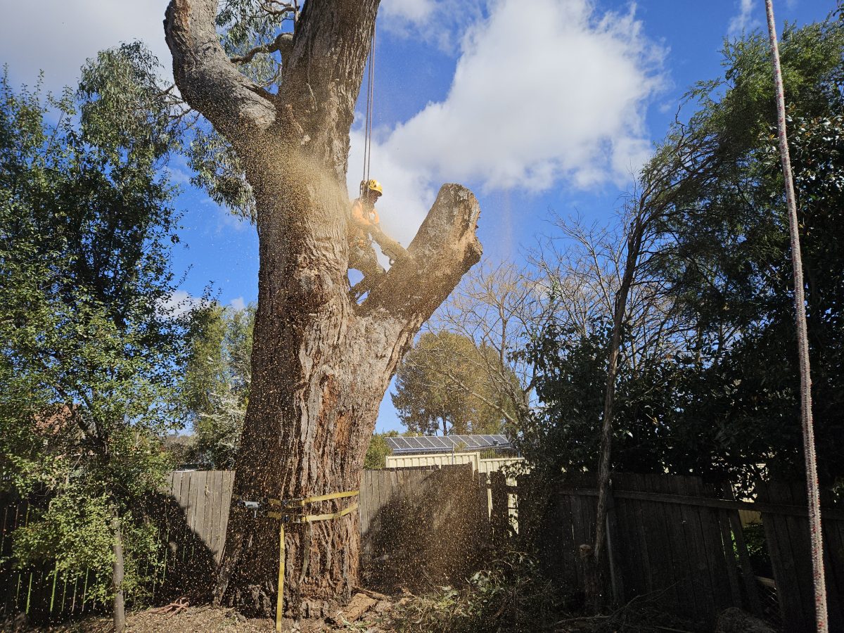 Emergency Tree Removal (Rose Valley 2534) thumbnail