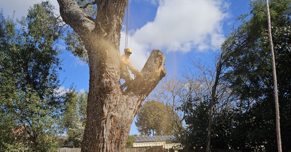The best tree removal services in Canberra