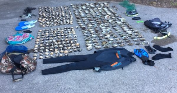 ACT abalone offenders among those in hot water