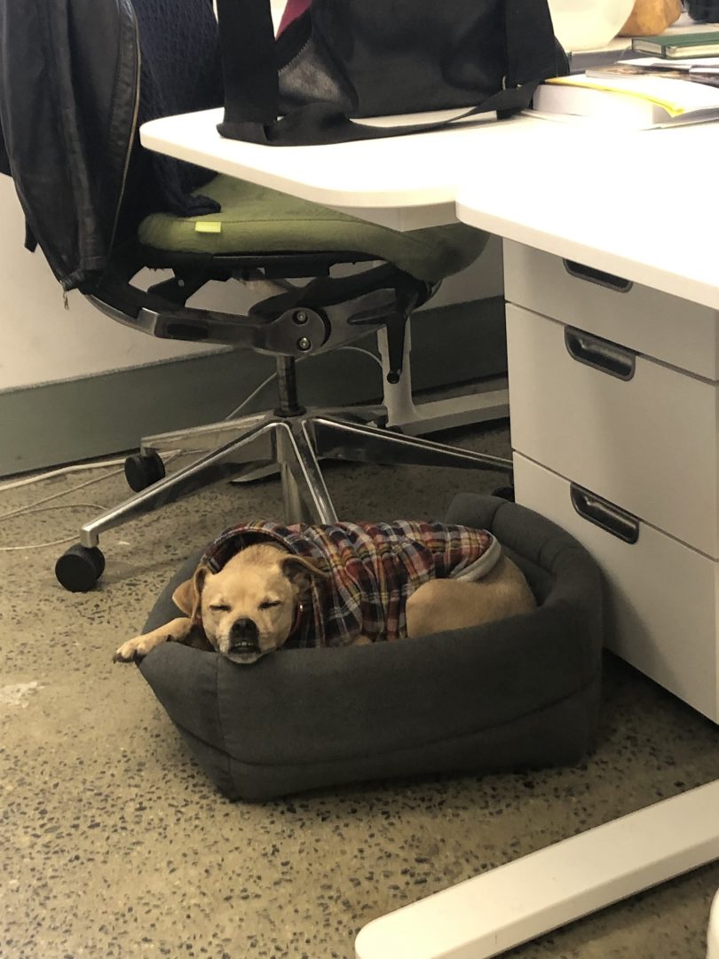 Dog asleep in basket