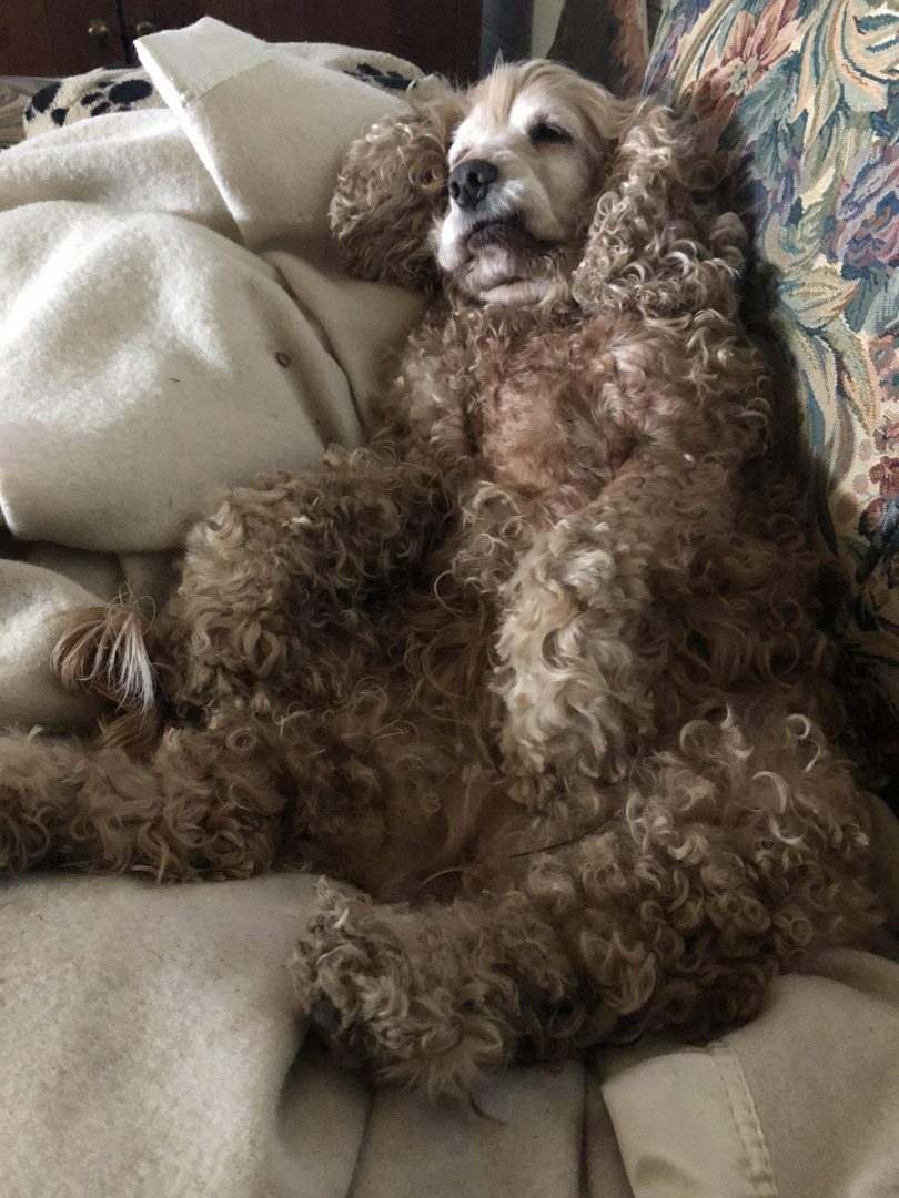 Fluffy dog asleep.