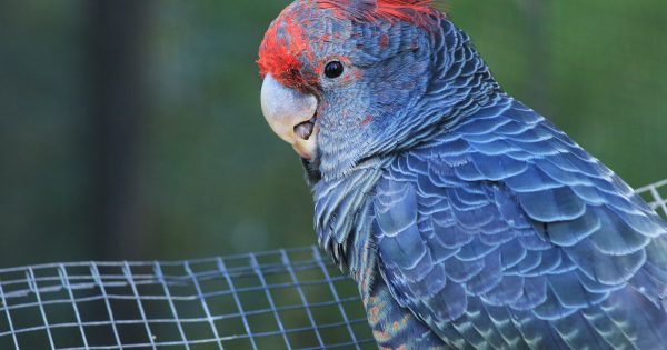 Calls for native bird on ACT's emblem to be listed as endangered