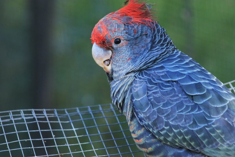 Gang-gang cockatoo