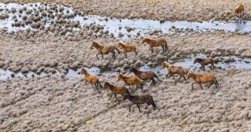 Brumby numbers at record low in Snowy Mountains, latest figures show