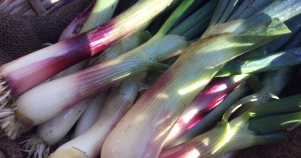 Notes from the Kitchen Garden: Spring is here, but don't bolt with your veggies