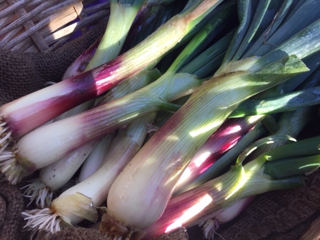 Onions and leeks