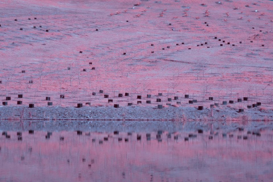 Infrared photography of National Arboretum