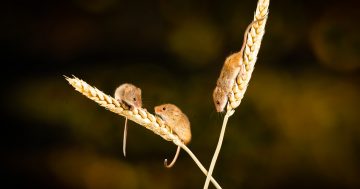 CSIRO warns of another plague of mice