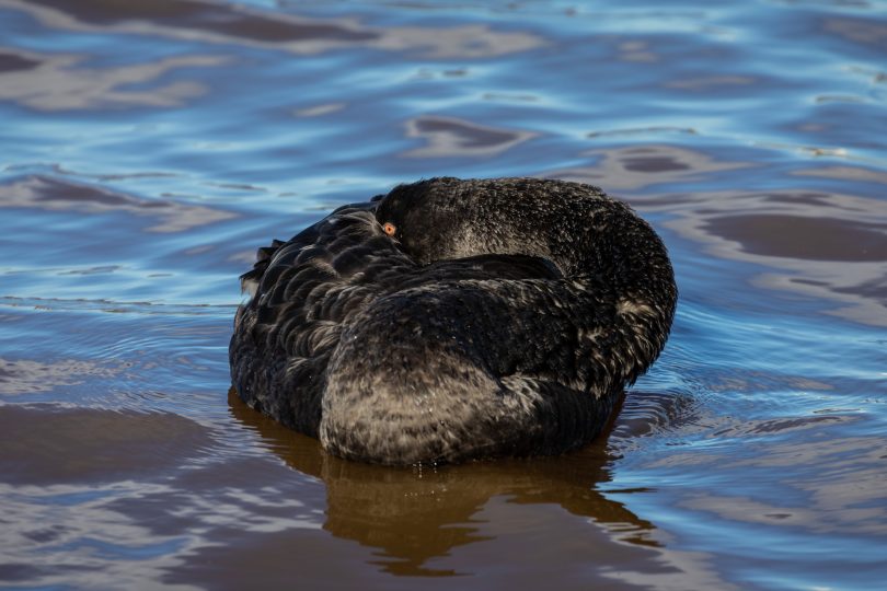 Black Swan