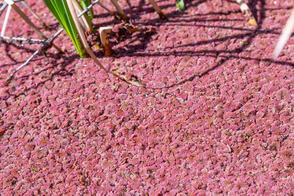 Pink microfern, azolla pinnata, on lake in Bruce