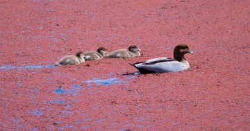 'Pink Lake': the secrets of Canberra's hidden natural phenomenon
