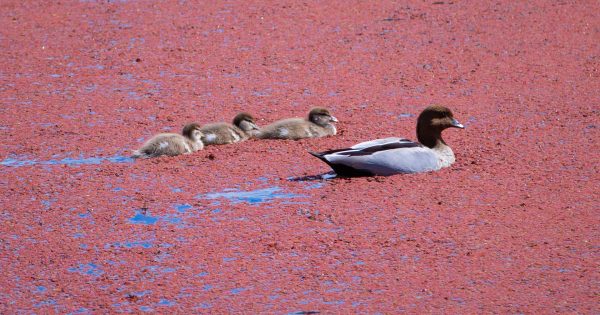 'Pink Lake': the secrets of Canberra's hidden natural phenomenon