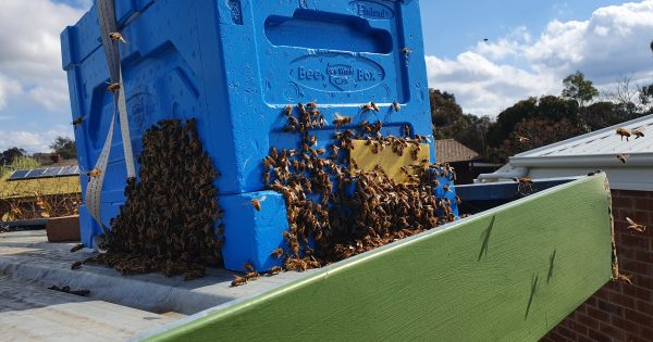 When thousands of bees swarm all over Canberra, who you gonna call?