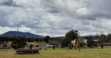 In a city hungry for land, how long can the horse paddocks last?