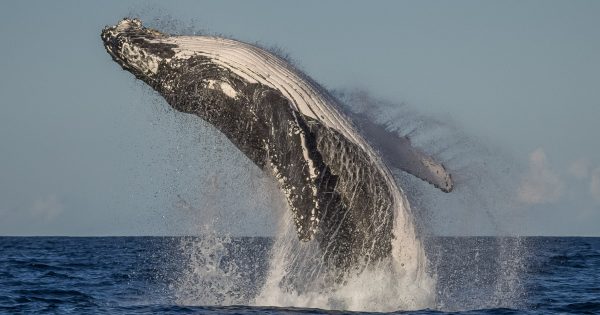 Rare super pod of humpback whales sighted off Sapphire Coast