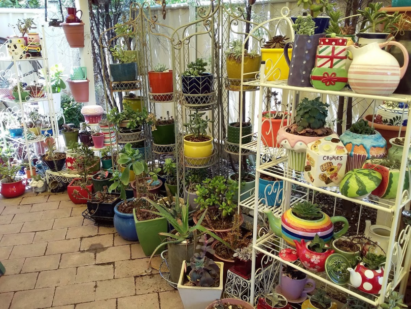 Succulents planted in colourful teapots