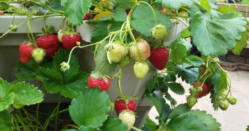 Meet the gardener behind this berry wholesome online community