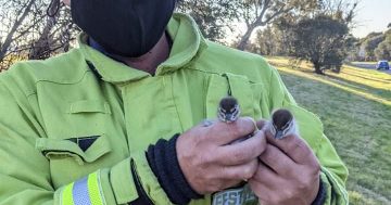 Firefighters to the rescue as ducks go daffy stuck in a drain
