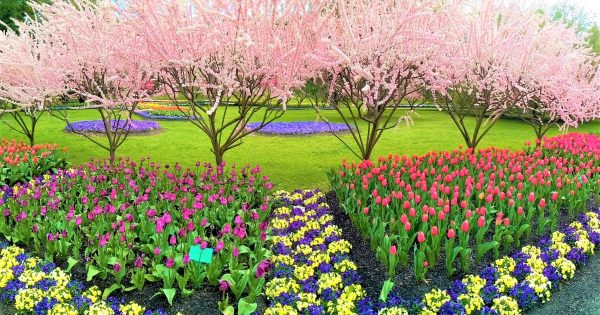 Take the time to virtually smell the flowers at Tulip Top Gardens this spring