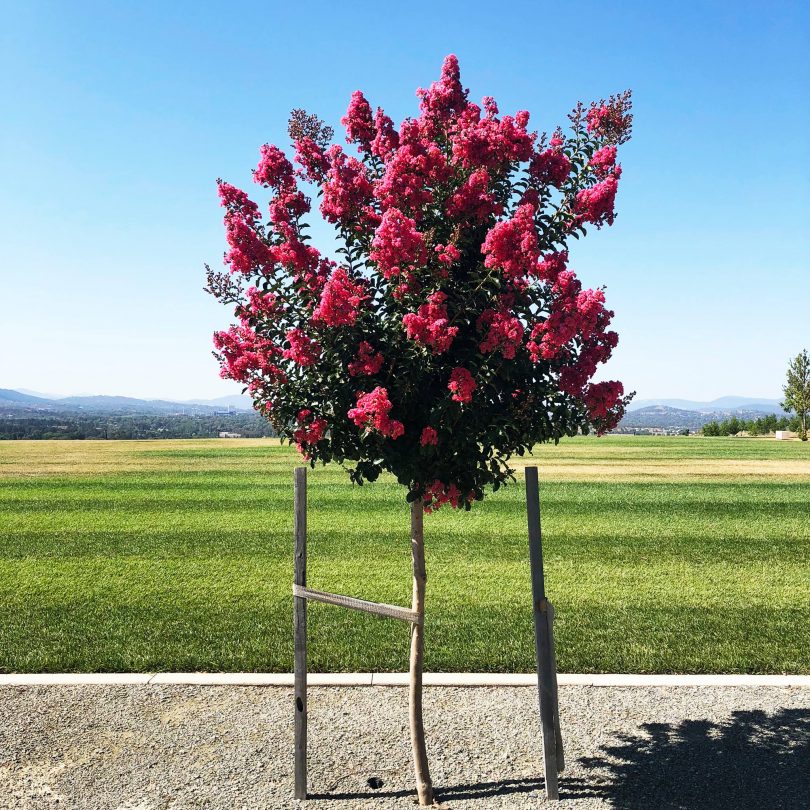 Crepe myrtle tree