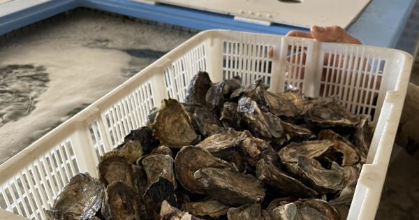 Oysters still on the menu for Christmas but New Year's looking doubtful