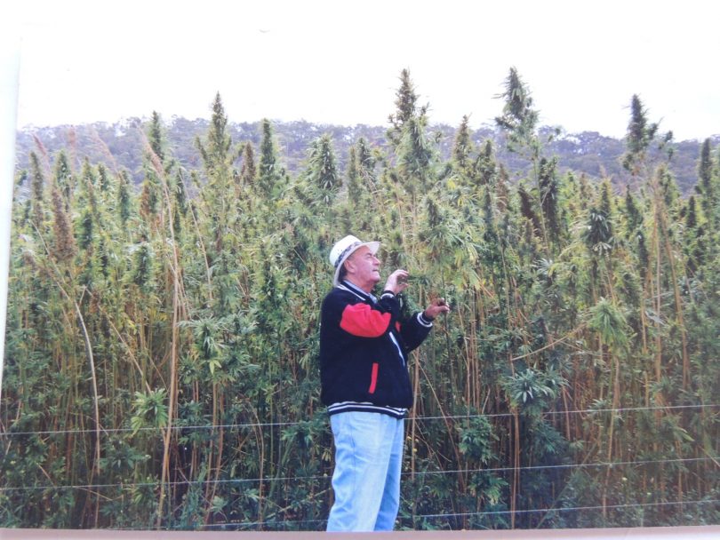 Keith Cole inspecting Goulburn's hemp crop