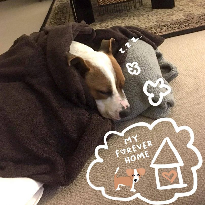 Dog asleep with speech bubble saying he's dreaming of his forever home