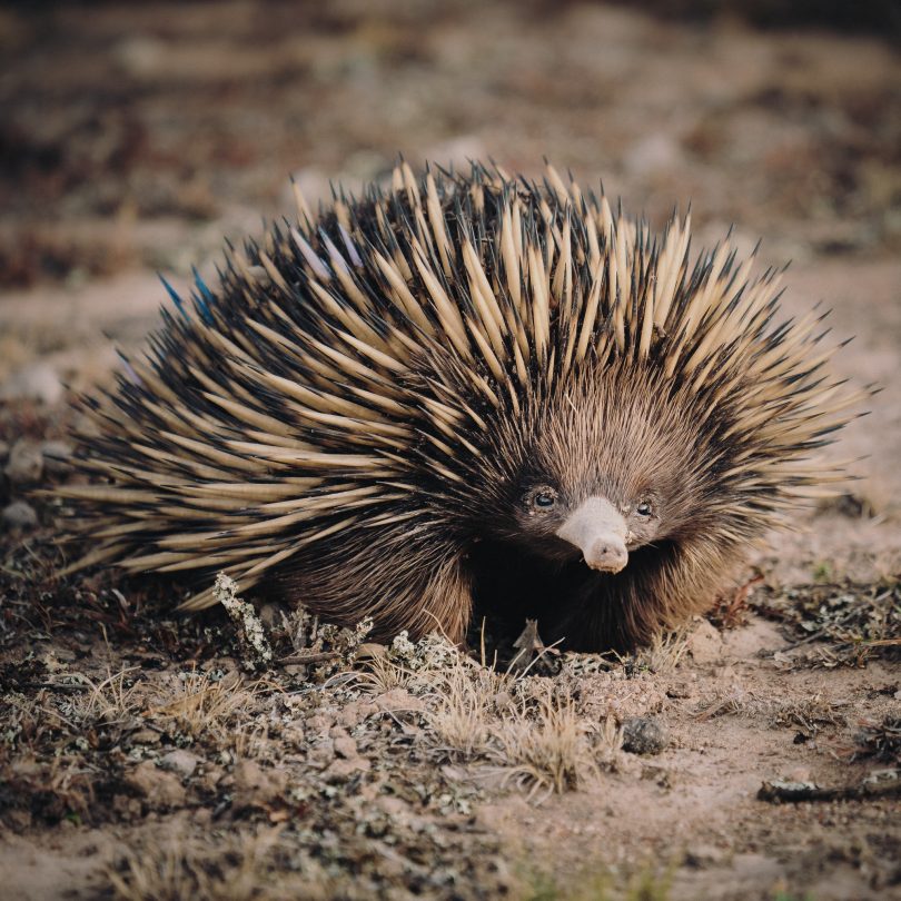 Echidna at Mulligans Flat