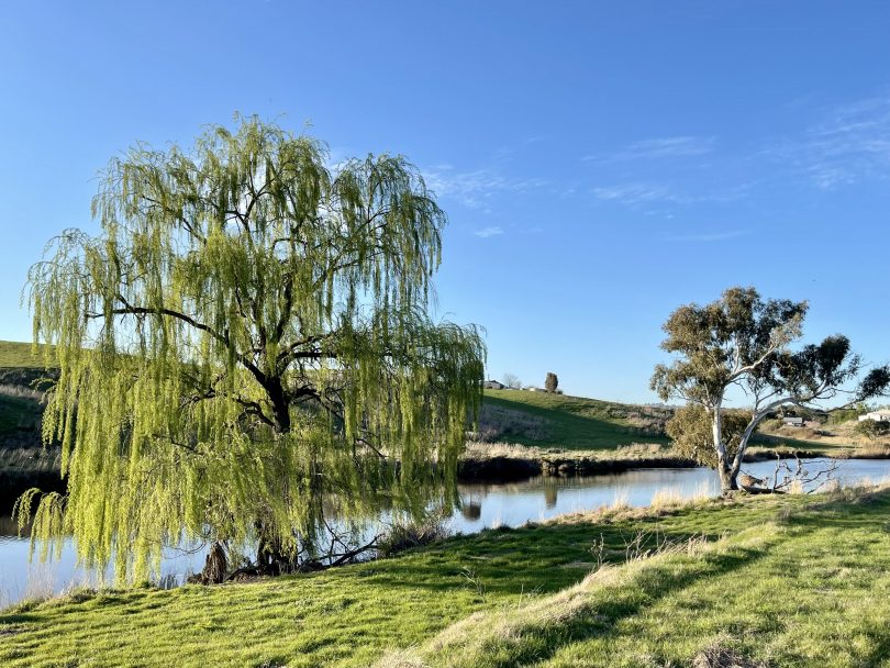 Yass River foreshore 