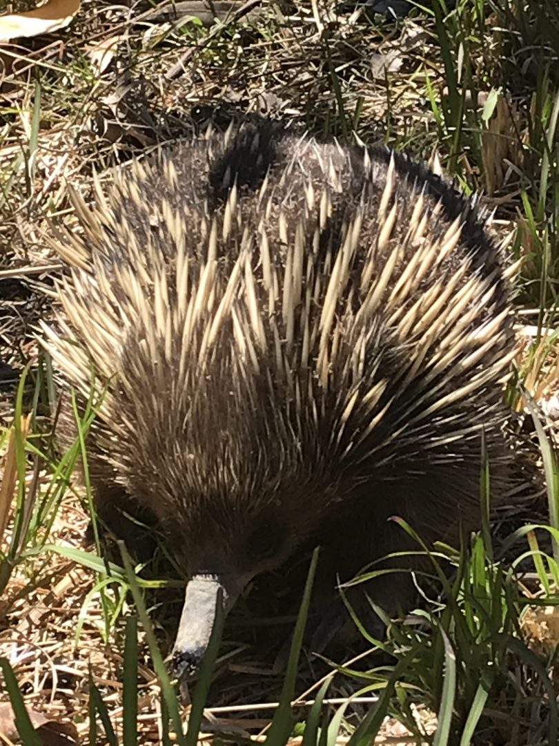 Echidna in bushland