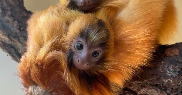 Mogo Wildlife Park welcomes endangered, twin golden lion tamarins