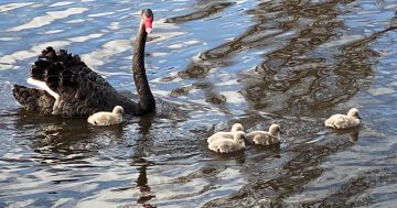 Cygnets are no joke: walkers shouldn't approach young birds unless they're in obvious danger