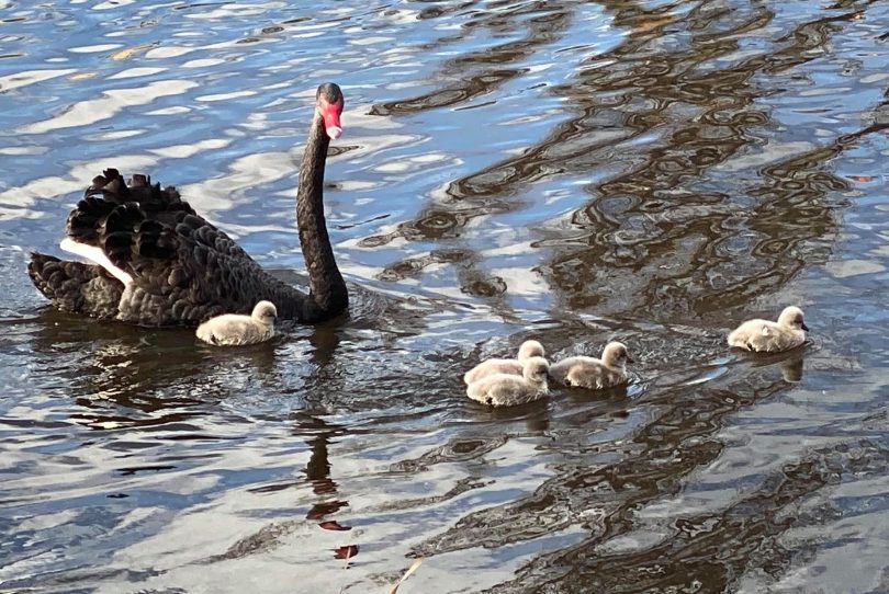 Black Swan and cygnets