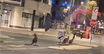 Hopping mad! TikTok video shows kangaroos taking over Canberra's city centre